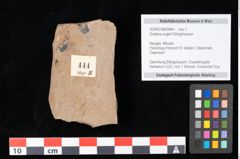 Foto (Objekt + Etikett) von Zostena ungeri Ettingshausen (NHMW-GEO-2024-0188-0444)